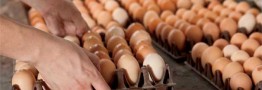 قیمت تخم مرغ به زیر نرخ مصوب رسید/ تولید داخلی در خطر است
