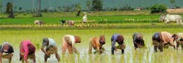 افزایش قیمت برنج در سایه کاهش ۲۰ درصدی تولید