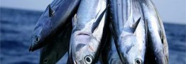 قیمت ماهی جنوب به مرز ۲۰۰ هزار تومان رسید/ اعلام نرخ انواع ماهی در بازار/ ذخایر دریایی کاهش یافت