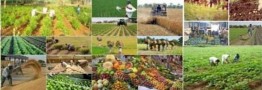 برنج ایرانی و سیب‌زمینی، صدرنشین افزایش قیمت در آغاز بهمن