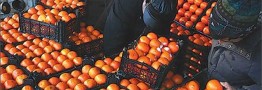 توزیع هوشمند میوه تنظیم بازاری شب عید ۲۰ درصد ارزان‌تر از قیمت بازار