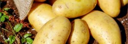 تصمیم ستاد تنظیم بازار برای واردات ۱۰۰ هزار تن سیب‌زمینی