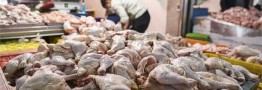 مشکلی در تأمین مرغ بازار شب عید وجود ندارد