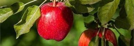 سیب پاک بدون باقیمانده سم و کود در مقیاس انبوه تولید شد