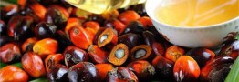 غول تولیدکننده روغن پالم در جهان، صادرات روغن را از سر می&zwnj;گیرد