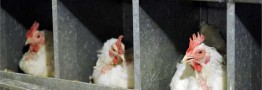 مرغ نیمایی به بازار می آید
