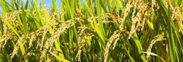 افزایش ۲۰ درصدی تولید برنج امسال در کشور