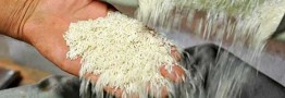 بازار برنج به آرامش می‌رسد/ تولید بالا رفت و صادرات لغو شد