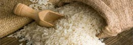 صادرات برنج فعلا ممنوع است