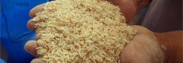 رشد 25 درصدی تولید برنج&zwnj;/ مشوق&zwnj;های کاهش مصرف آب در بخش کشاورزی&zwnj; ابلاغ می&zwnj;شود
