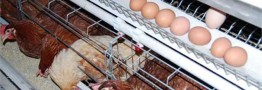 مرغ و تخم مرغ گران شد