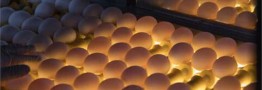 فروش تخم مرغ بالای ۹۰ هزار تومان تخلف است