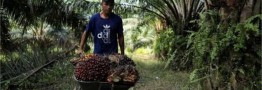قیمت جهانی روغن پالم بالا رفت