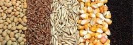 ۴.۷میلیون تن نهاده دامی دولتی در بنادر منتظر ترخیص