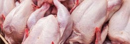 صادرات مرغ و تخم&zwnj;مرغ به کویت آزاد شد/ آنفولانزا فوق حاد پرندگان مشاهده نشده است