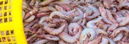 آغاز مذاکرات برای صادرات میگو به چین/ تعیین قیمت تن ماهی در مرحله نهایی است