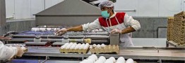 قیمت هر شانه تخم‌مرغ بیشتر از ۹۰ هزار تومان گران فروشی محسوب می‌شود