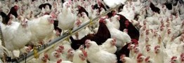 کاهش قیمت مرغ تا مرز ۵۰ هزار تومان/ تحویل نهاده با ۲ ماه تاخیر انجام می‌شود