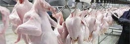 مازاد تولید قیمت مرغ را نجومی نکرد/ سه دلیل وجود مازاد تولید