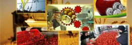 ممنوعیت صادرات محصولات کشاورزی راهکار تنظیم بازار نیست