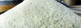 برنج خارجی ۱۰ تا ۲۰ درصد گران‌تر شد/ ماجرای واردات برنج آلوده چه بود؟