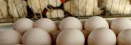 قیمت مصوب مرغ و تخم‌مرغ تا پایان فروردین سال آینده تعیین و اعلام شد