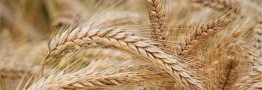 قیمت گندم به هر کیلو ۱۷ هزار تومان اصلاح می‌شود