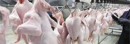 ورود مرغ گرم به استان تهران ۴ برابر شد/ فروش مرغ در میادین زیر قیمت مصوب