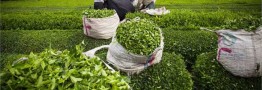 انتقاد نجفی از کاهش نرخ مالیات بر ارزش افزوده واردات برنج و چای
