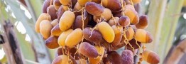 سرانه مصرف خرما به&zwnj;ازای هر نفر در ایران ۷ و نیم الی ۸ کیلوگرم است/ قیمت خرما چند؟