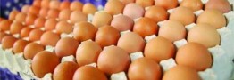 فروش تخم‌مرغ ۲۵ الی ۴۰ درصد پایین‌تر از نرخ مصوب