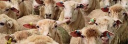 عرضه دام زنده کم شد/ نرخ گوسفند زنده کیلویی ۲۰۰ هزار تومان