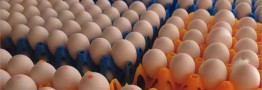 صادرات ۸۵ هزار تن تخم‌مرغ به کشورهای همسایه