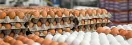 اعلام قیمت رسمی هرکیلو تخم&zwnj;مرغ / گران&zwnj;تر از این مبلغ نخرید
