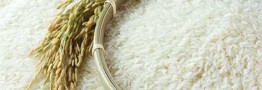 راه&zwnj;اندازی دفتر برنج ایران در روسیه، گام رو به جلو برای افزایش صادرات برنج مازندران