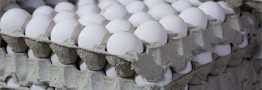 تامین نهاده&zwnj;های دامی رو به بهبود است