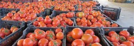 بارندگی&zwnj;های جنوب گوجه فرنگی را گران کرد/ افزایش ۱۰ هزار تومانی در میادین