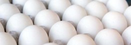 ظرفیت تولید سالانه یک میلیون و ۶۰۰ هزارتن تخم مرغ در کشور وجود دارد