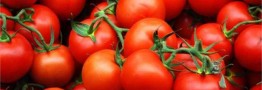 افزایش عرضه گوجه‌فرنگی تا اواسط آذر