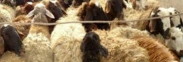 افزایش بیش از ۱۶۰ درصدی قیمت گوسفند زنده در یکسال