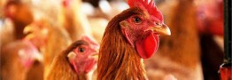 ماهانه ۴۰ هزارتن مرغ مازاد از سطح بازار در حال جمع آوری است