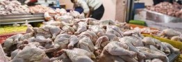 توزیع گوشت مرغ زیر قیمت بازار در میادین تره بار