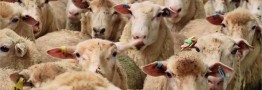 برنامه&zwnj;ریزی برای افزایش تولید گوشت قرمز/ صادرات بیش از ۴۰۰۰ تن مرغ در سال جاری