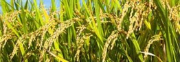 رئیس انجمن واردکنندگان برنج ایران؛ حمایت از تولید داخل و ساماندهی واردات