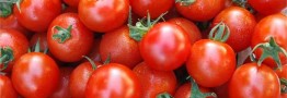 قیمت گوجه فرنگی ۲۰ درصد کاهش یافت