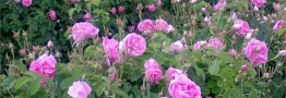 ۷۱ درصد تولید گل محمدی جهان در اختیار ایران است