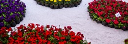 پانزدهمین نمایشگاه بین المللی گل وگیاه افتتاح شد