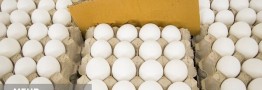 تخممرغ غذای تمام آحاد جامعه است