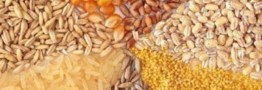 قیمت مصوب جدید نهاده‌های دامی، روغن و شکر خام اعلام شد