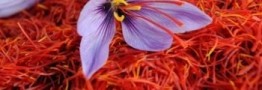 راهاندازی قرارداد جدید زعفران از روز سهشنبه
